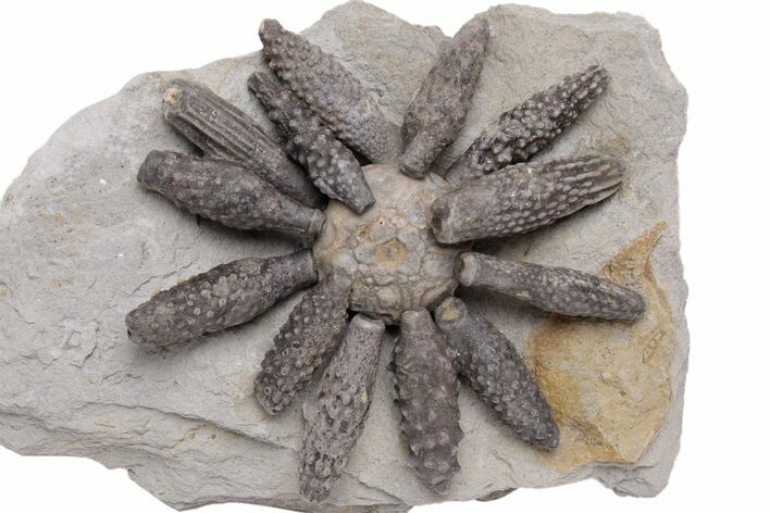 Jurassic Fossil Urchin (Reboulicidaris) - Amellago, Morocco #240005